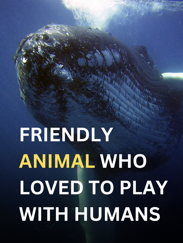 10 animals they are love playing with humans